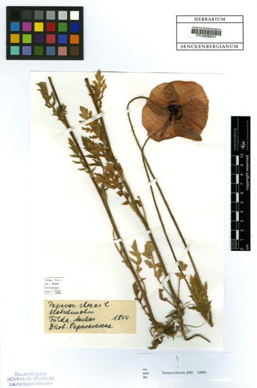 (c) Herbarium Senckenbergianum Frankfurt /M. (FR)